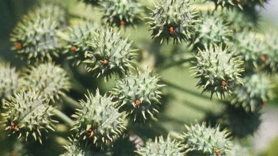 Ricina (LD50 1~20µg/kg)